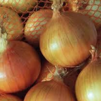 МАНЕСКО F1 лук репчатый Хазера