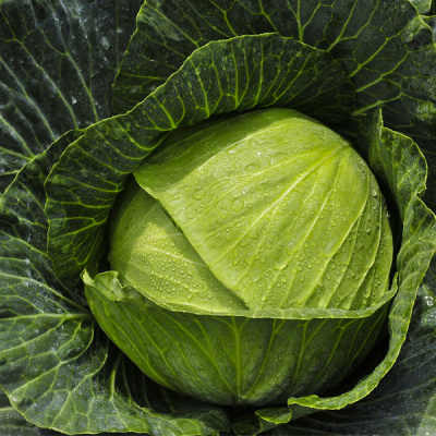 КОНКЭРОР F1 капуста белокочанная Бейо