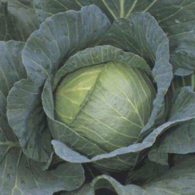 РОЙАЛ ВОНТАЖ F1 капуста белокочанная Саката