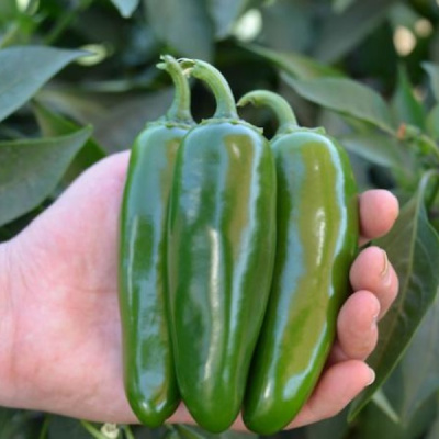 МИКСТЕКО F1 перец Вильморин