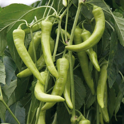 САРМАТ F1 перец Гриномика