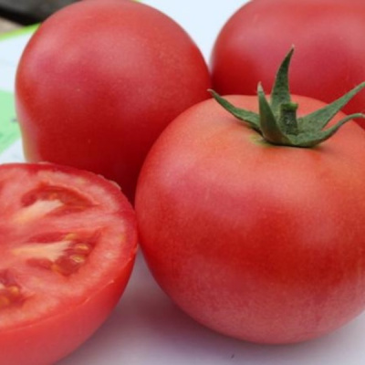 ГВАДАЛКВИВИР V445 F1 томат Вильморин