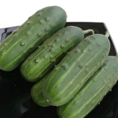 ПОСОЛ F1 огурец Гавриш