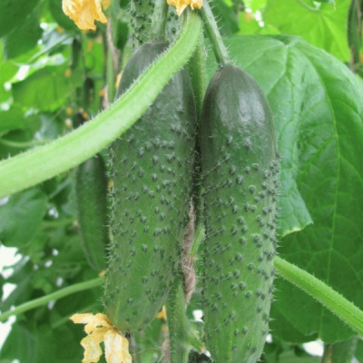 ПЛАТОВ F1 огурец Гавриш