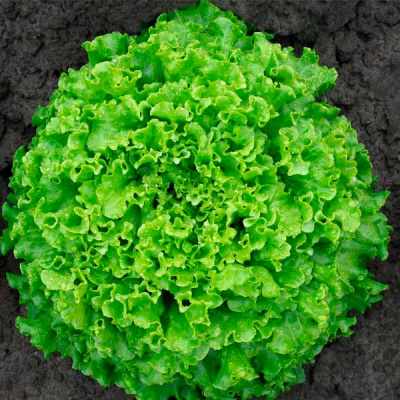 АБОРДАЖ F1 салат Гавриш