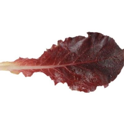 ДИАБЛОТИН F1 салат листовой Энза Заден