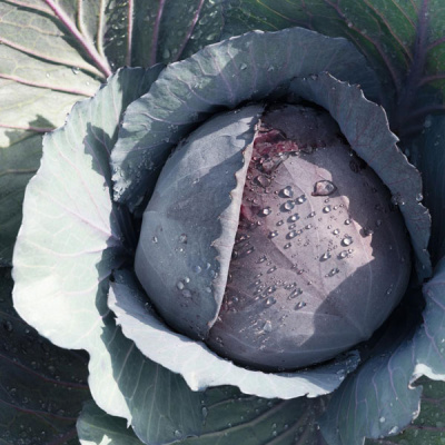 РАНЧЕРО F1 капуста краснокочанная Бейо