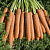 НАМДАЛ F1 морковь Бейо (2.4-2.6)