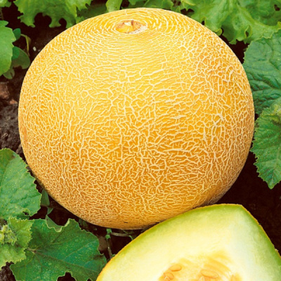 АЙКИДА F1 дыня Саката