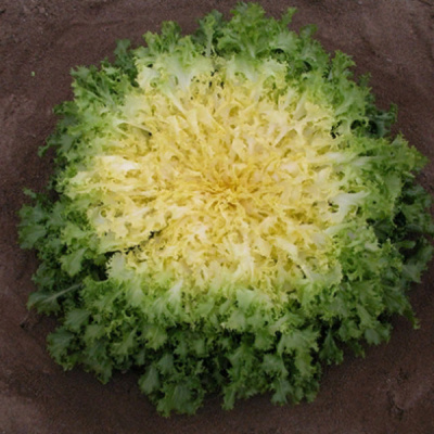 БЕКЕЛЕ F1 эндивий Энза Заден