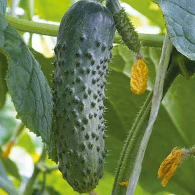 МАВЕРИК F1 огурец Гриномика