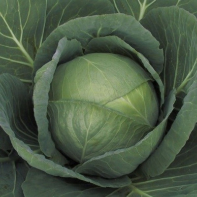 КЕВИН F1 капуста белокочанная Сингента