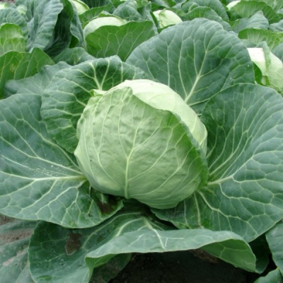 ПУШМА F1 капуста белокочанная Райк Цваан, GD, 2500 шт