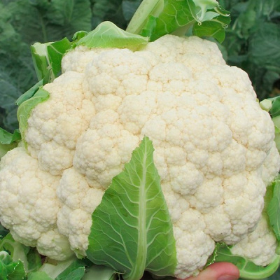 КОРТЕС F1 капуста цветная Сингента