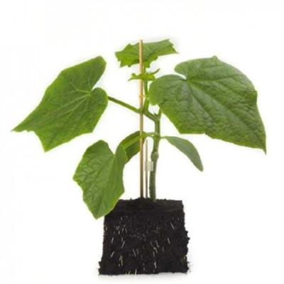 АФФИН F1 подвой Райк Цваан, NS, 500 шт