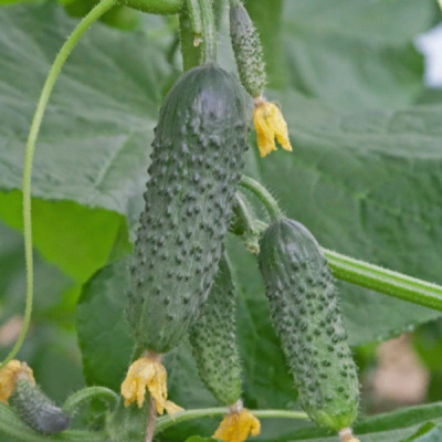 КОРСАР F1 огурец Гриномика