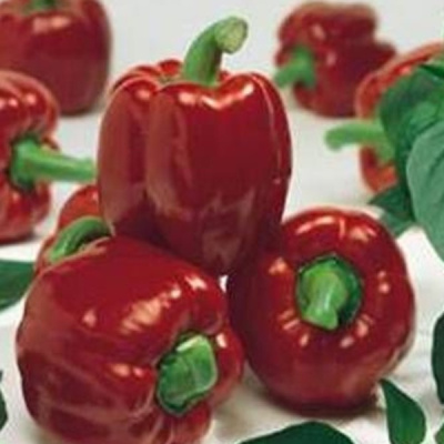 АРИСТОТЕЛЬ F1 перец Семинис