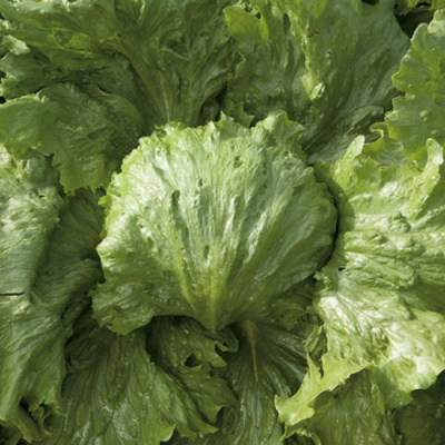 САУЛА F1 салат айсберг Энза Заден