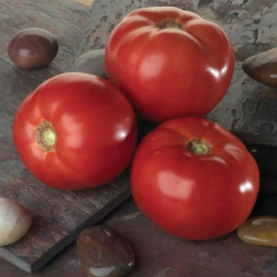 БЕЛЛА РОСА F1 томат Саката