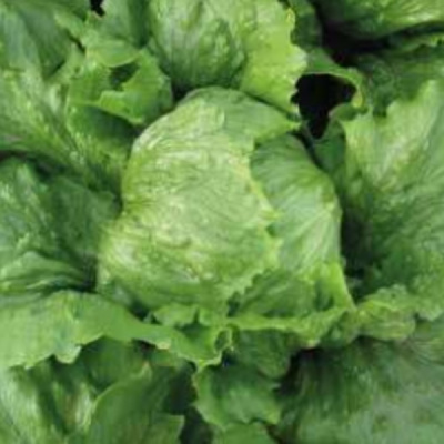 РОБИНЗОН F1 салат айсберг Хазера (25 000 др)