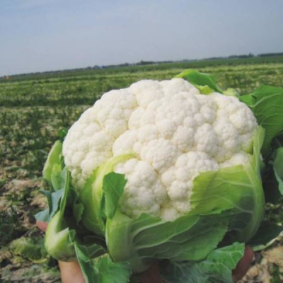 ФЛИРТ F1 капуста цветная Вильморин