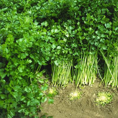 АФИНА F1 сельдерей Бейо