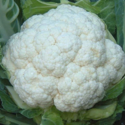 ФРИСТАЙЛ F1 капуста цветная Гавриш