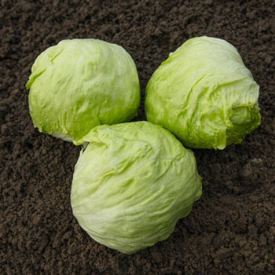 ДЖОЙС F1 салат айсберг Бейо