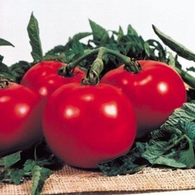 ПРЕЗИДЕНТ F1 томат Семинис, 500 шт