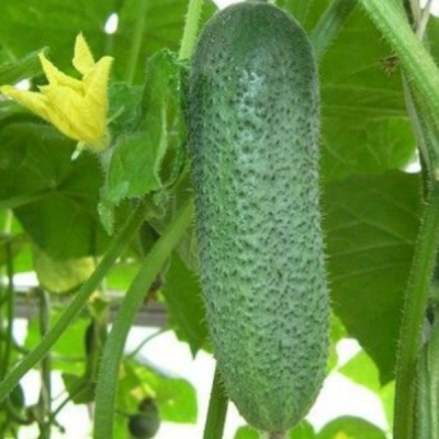 КОРЕНТИН F1 огурец Семинис