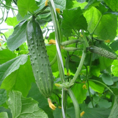 КАРАМБОЛЬ F1 огурец Гавриш (3000)