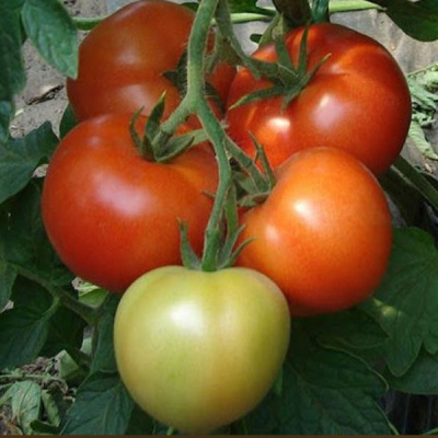 МОНСАН F1 томат Энза Заден