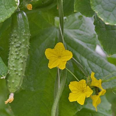 ГАРРИ F1 огурец Гриномика