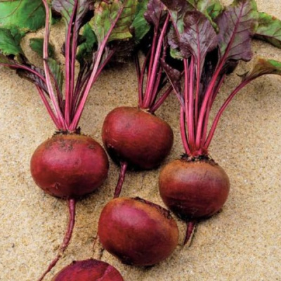 КАМАРО F1 свекла Вильморин (фр.2.5-3.0 мм)