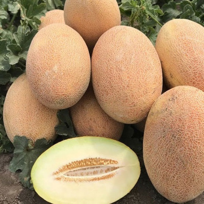 РЕБЕККА F1 дыня Хазера