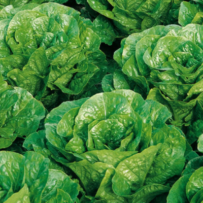 ПИНОККИО F1 салат романо Энза Заден