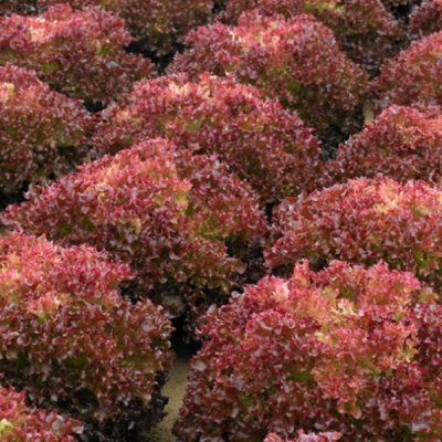 ТУСКА F1 салат лолло росса Энза Заден