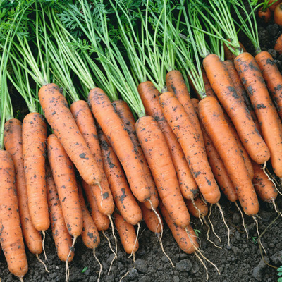 НАПОЛИ F1 морковь Бейо (2.0-2.2)