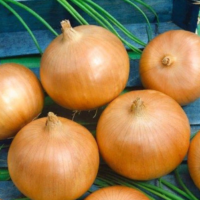 КРЕМЕНЬ F1 лук Гавриш