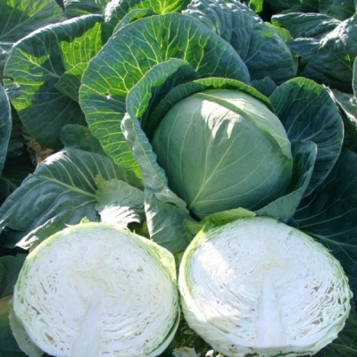 СЕКОМА F1 капуста белокочанная Райк Цваан, GD, 1000 шт