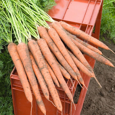 ИБИЦА F1 морковь Бейо (1.6-1.8)