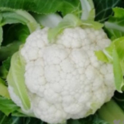 ГИВОНТ F1 капуста цветная Семинис