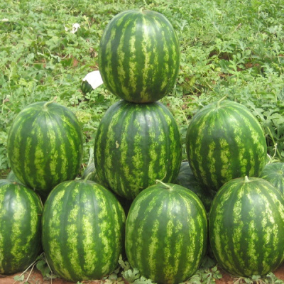 БАРХАН F1 арбуз Сингента