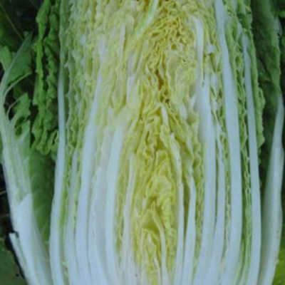 ТАБАЛУГА F1 капуста пекинская Саката