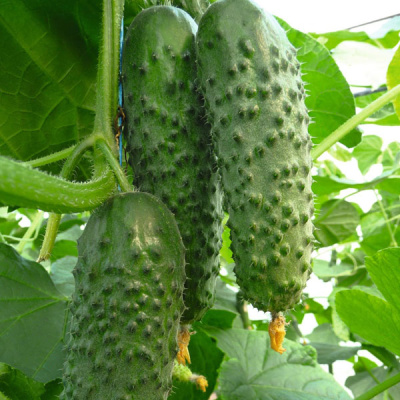 АРИСТАН F1 огурец Бейо (1000)