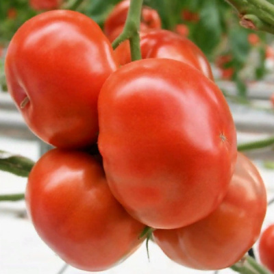 ТАМАНЕЦ F1 томат Гавриш