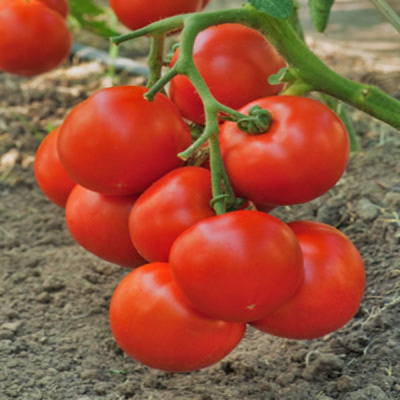 ИНТРИГА F1 томат Гриномика