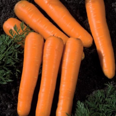 КОНЦЕРТО F1 морковь Вильморин (фр.1, 8-2, 0 мм) 500т шт