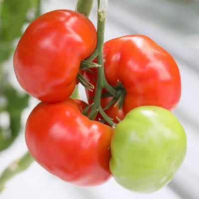 КРЕЩЕНДО F1 томат Гавриш