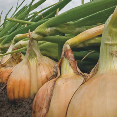 МЕДУЗА F1 лук Энза Заден